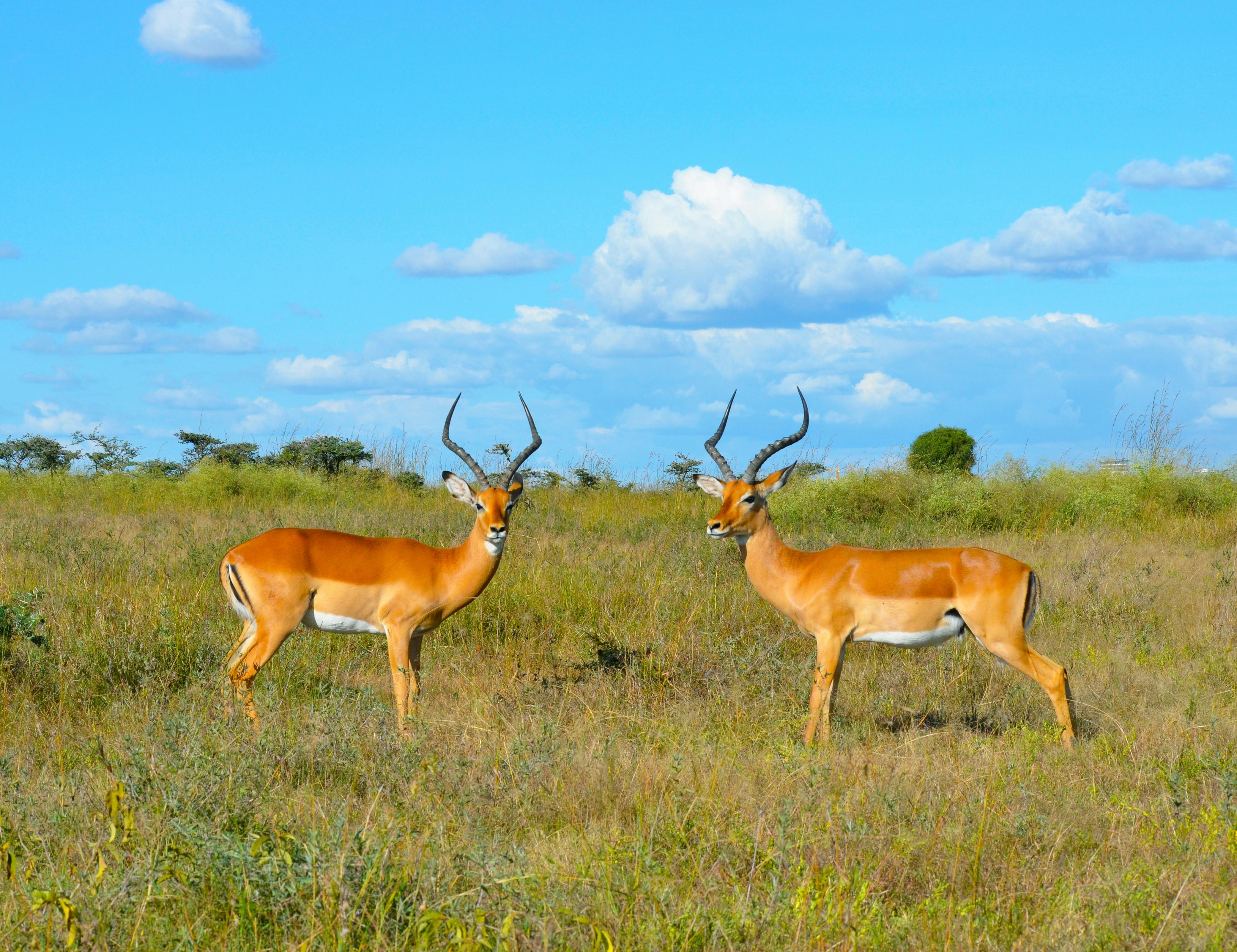 Nairobi National Park